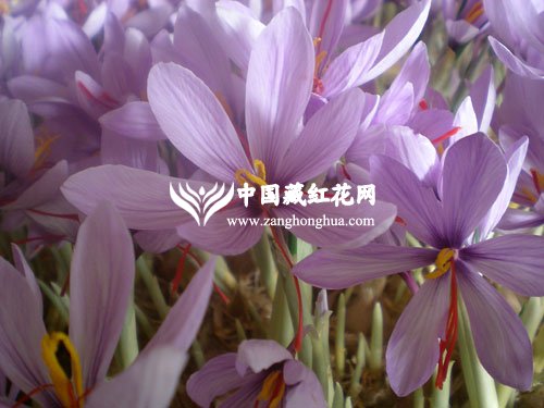 藏红花