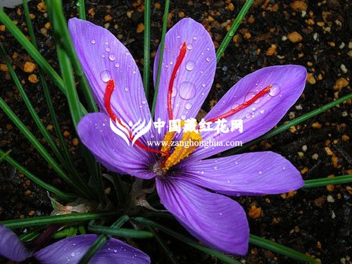 藏红花