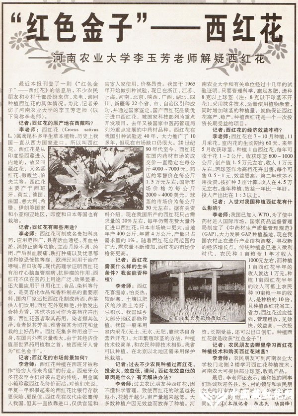 河南科技报2002.09.07报道:红色金子西红花