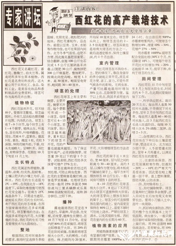 河南科技报2003.06.10报道:西红花的高产栽培技术
